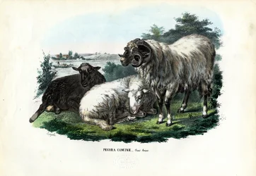 Pecore domestiche, 1863-79